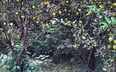 關(guān)于難忘的農(nóng)家樂的作文