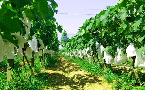 關(guān)于農(nóng)家樂作文