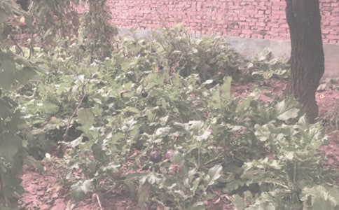 農(nóng)作物種子預(yù)約生產(chǎn)合同