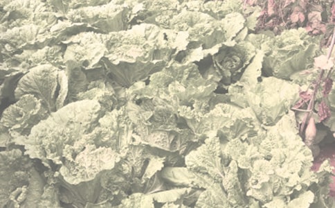 ��Ҋ�r(n��ng)����ˎ���Y��a(b��)�ȴ�ʩ-ֲ��Փ��