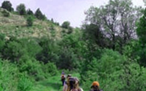 那片綠綠的爬山虎作文