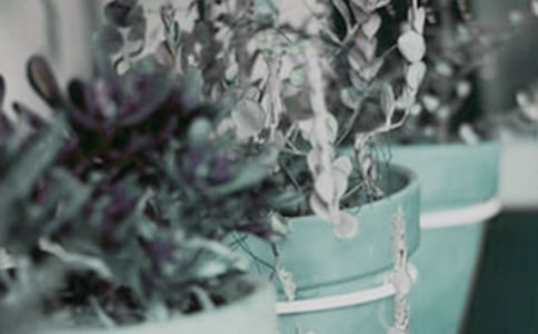 盆栽蘭花養(yǎng)護要點