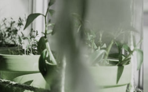 關(guān)于盆栽的作文