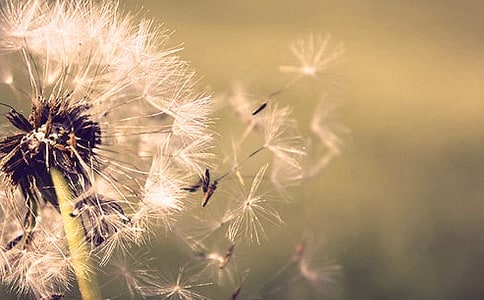 《蒲公英》的教案設(shè)計