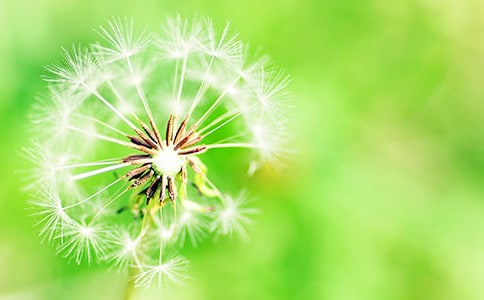 蒲公英在飛作文