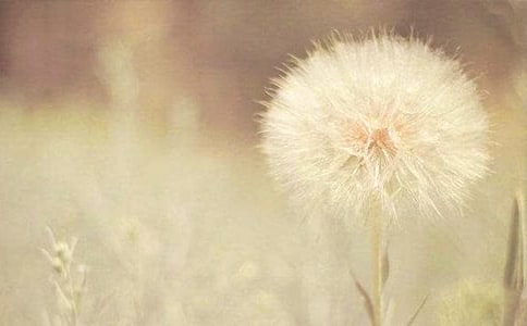 我想變成蒲公英的種子作文