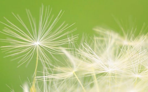 大班音樂教案《我是小小蒲公英》