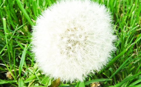 蒲公英作文