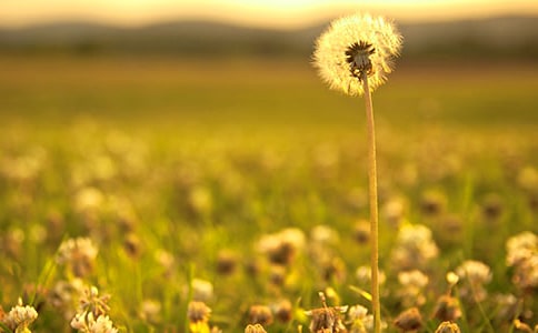 (必備)關于蒲公英的作文