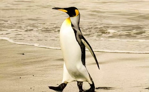 中班美術(shù)活動(dòng)《快樂的企鵝》教案