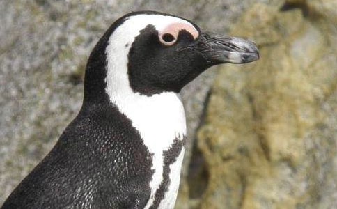 帝企鵝日記觀后感10篇