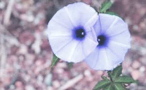 �����x������������������ƪ