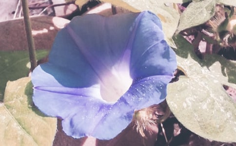 �P�ڠ�ţ������6ƪ