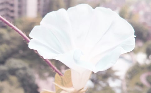 我喜歡牽牛花作文