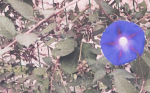 �茑����������15ƪ