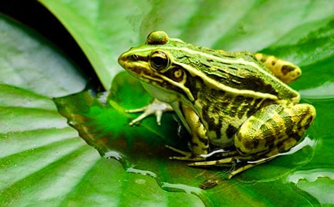 《小青蛙學(xué)本領(lǐng)》小班體育教案(通用10篇)