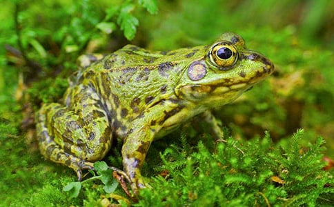 小班體育活動(dòng)教案《小青蛙捉害蟲》