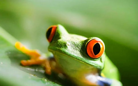 讀《青蛙軍團(tuán)愛地球》有感200字