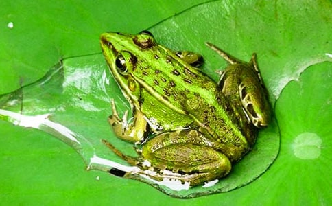 關(guān)于保護青蛙優(yōu)秀作文