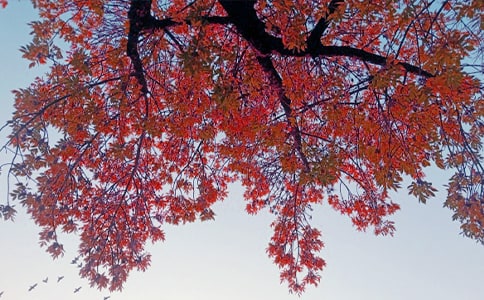 秋日還鄉(xiāng)散文隨筆