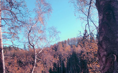 和裴儀同秋日詩(shī)