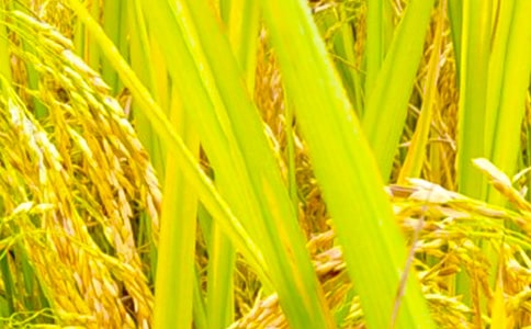 秋收秋種簡(jiǎn)報(bào)(集合15篇)