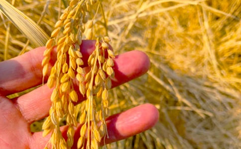 農(nóng)牧民秋收工作的簡報(bào)15篇