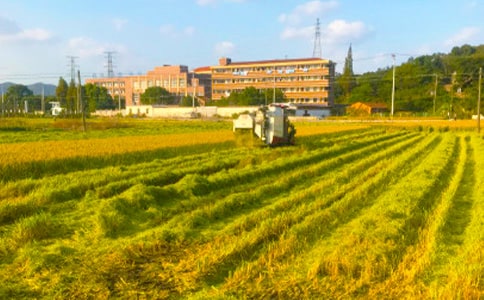 關于秋收的作文15篇【優(yōu)】