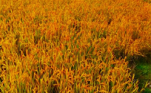 �P(gu��n)���������Č��ã�13ƪ��