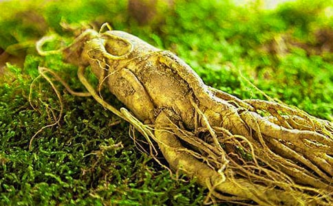 關(guān)于孫悟空摘人參果的作文