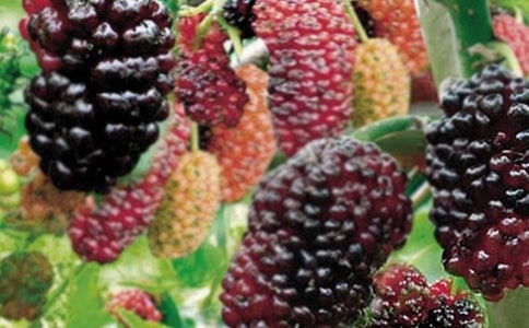 ժɣ������