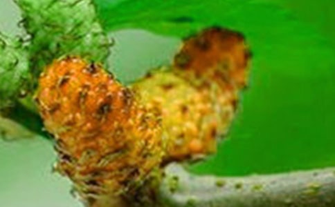 采桑果作文開頭