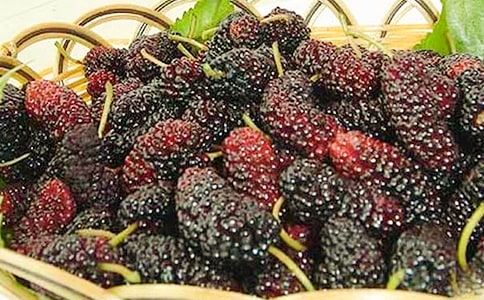 桑葚一角作文800字