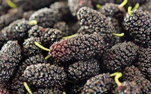 摘桑葚作文15篇