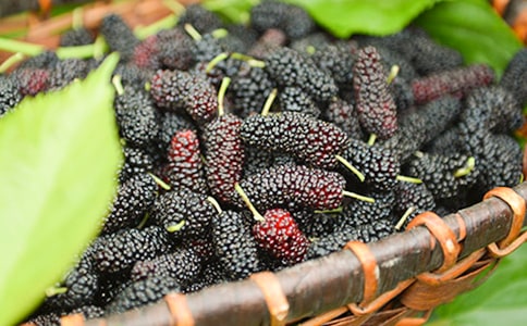 摘桑葚作文450字