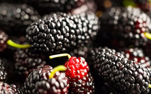 摘桑葚作文300字(精選26篇)