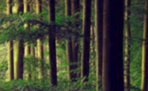 ����(sh��)�á���ɭ�ֈ�(b��o)���x���33ƪ