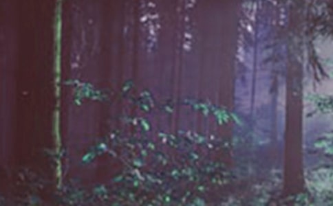 �茑ɭ�ֵľ�������