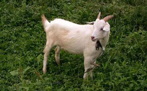 山羊過獨(dú)木橋作文范例