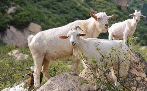 小兔扶山羊爺爺過獨(dú)木橋的看圖寫話通用