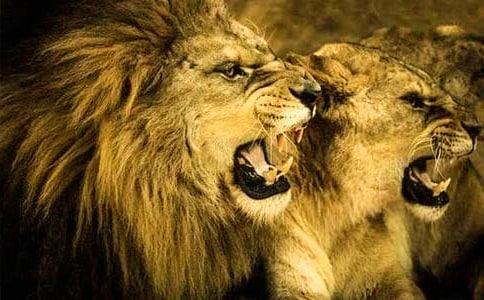 大班美術(shù)活動教案:獅子