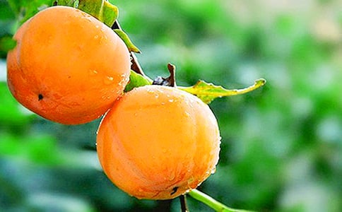 ժ�������ģ����x33ƪ��