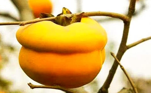 有關(guān)柿子樹的作文