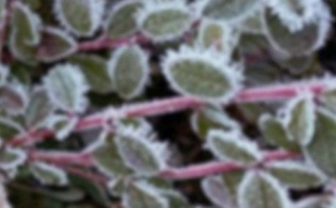 果樹春季霜凍發(fā)生規(guī)律與防控技術