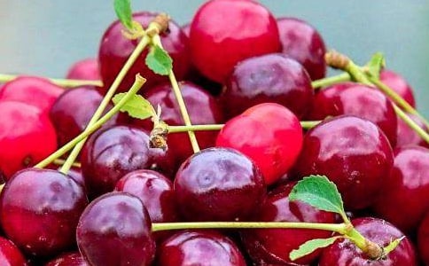 看動畫水果精靈作文