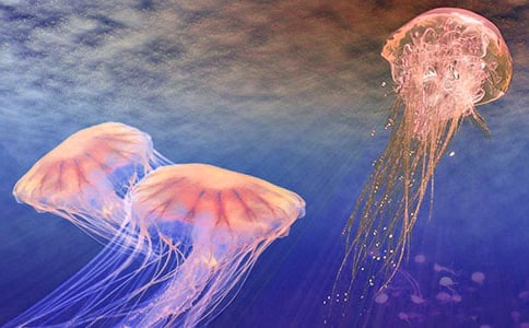 關(guān)于水母作文(通用31篇)