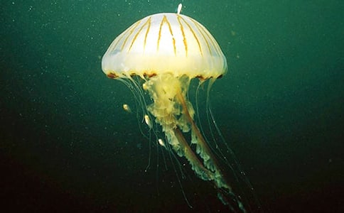 信陽桃花水母對幾種生態(tài)因子脅迫的耐受反應