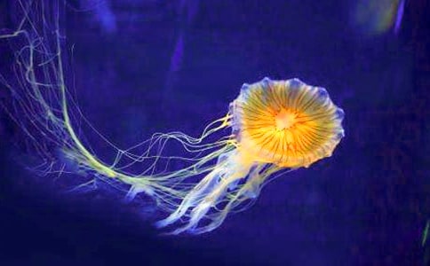 小水母攪動(dòng)大海