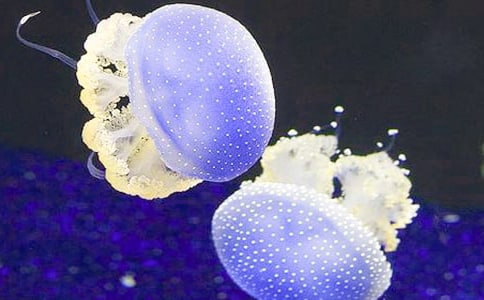 С�����g�̰���ˮĸ����ͨ��8ƪ��