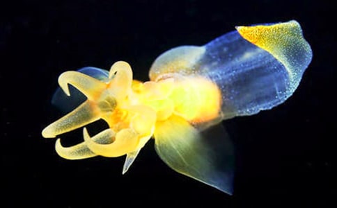 ��ˮĸ������